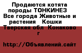 Продаются котята породы ТОНКИНЕЗ - Все города Животные и растения » Кошки   . Тверская обл.,Конаково г.